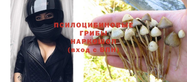 стаф Богданович